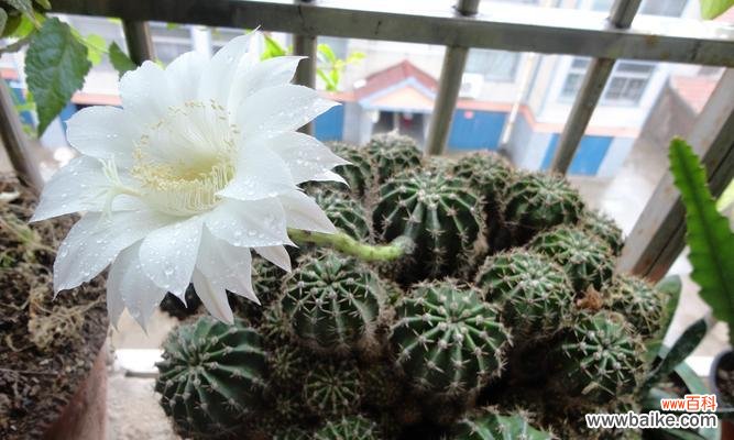 探索仙人球开花的深层含义与传统信仰的联系 仙人球开花的寓意和象征