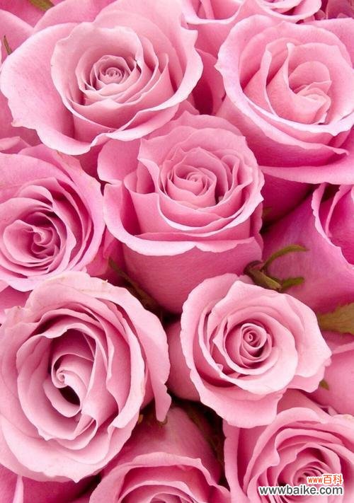 美丽绽放 花开如诗，以牡丹为主题的花语赋诗