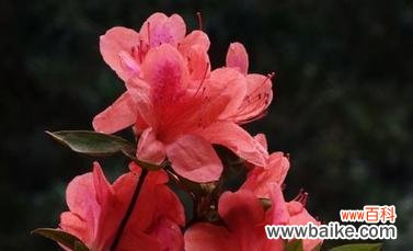 赋予生命的声音 杜鹃花语