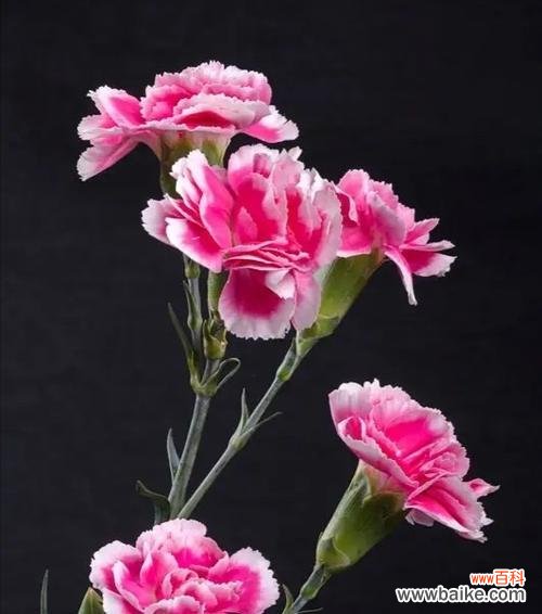 传递心意与祝福 康乃馨花语