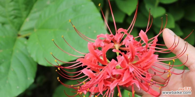 探寻花朵背后的情感世界 代表意难平的花朵