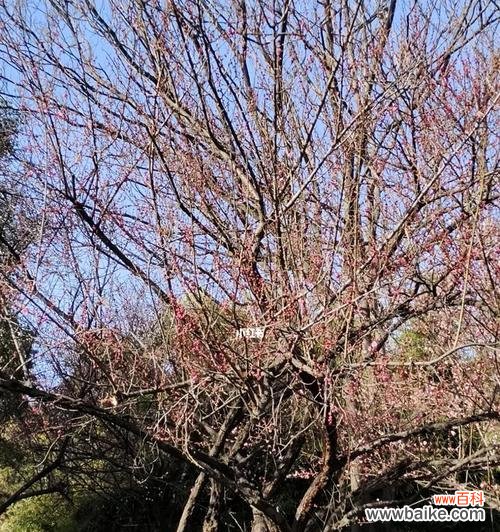 探寻花朵背后的情感世界 代表意难平的花朵