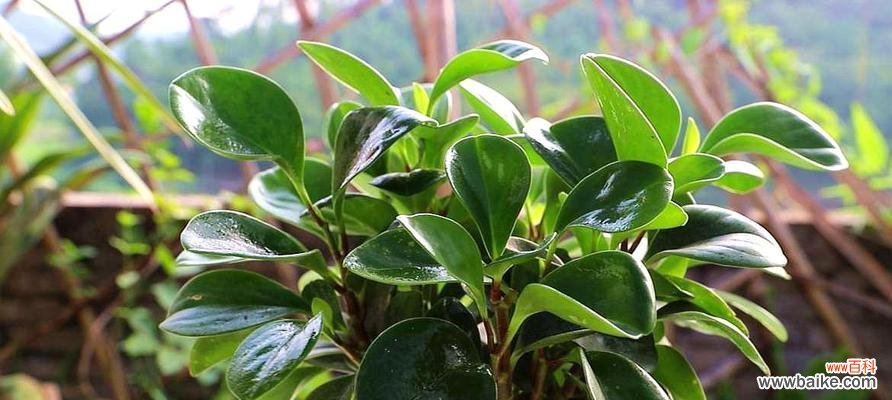 点亮城市的清新之美 豆瓣绿花语