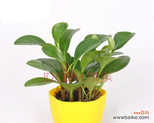 点亮城市的清新之美 豆瓣绿花语