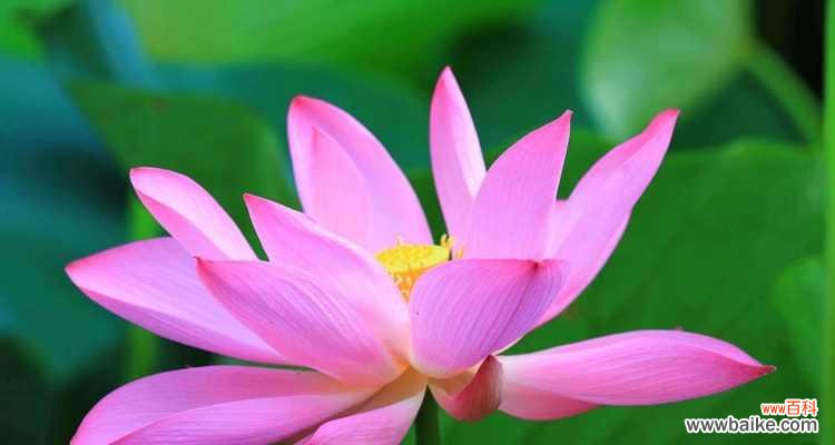 探寻荷花的象征意义与文化内涵 荷花的花语与寓意——深化对自然美的思考