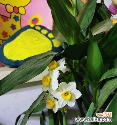 探寻古老神秘的植物繁育传统 揭秘“割水仙”的真实含义