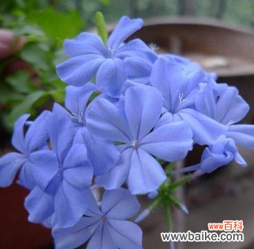 冬日中的美丽与希望 蓝雪花