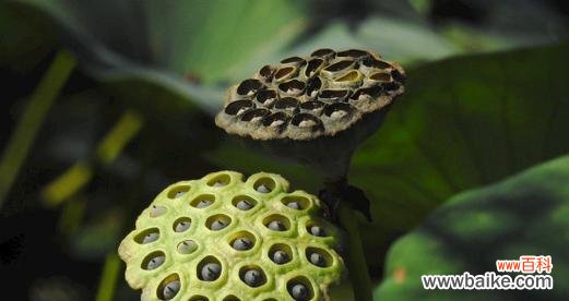 探索莲蓬在东方文化中的重要地位和意义 莲蓬的寓意和象征风水