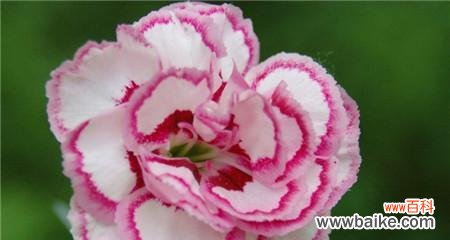 传递幸福和希望的芬芳 黄康乃馨花语的深意