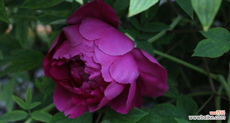 探寻牡丹花的花语与意义 牡丹花——魅力四溢的花海