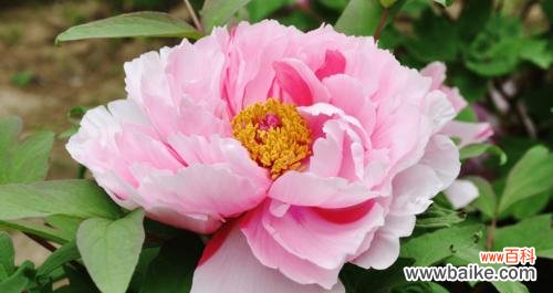 探寻牡丹花的花语与意义 牡丹花——魅力四溢的花海