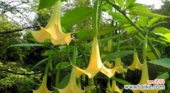 揭开曼陀罗花的神秘面纱 曼陀罗花语与寓意——美丽的诱惑与神秘的启示