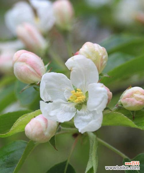 探寻苹果花的深层含义与文化象征 苹果花的寓意与象征