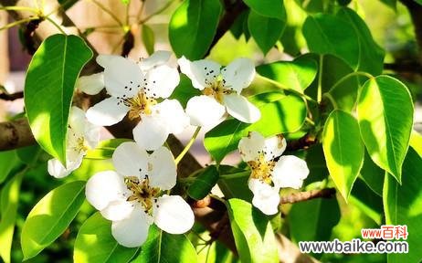 探寻苹果花的深层含义与文化象征 苹果花的寓意与象征