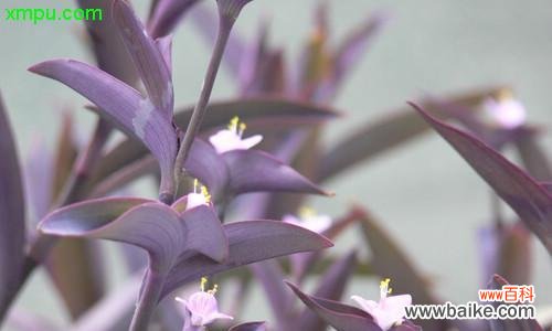 探索紫竹梅的文化内涵及象征意义 紫竹梅的寓意与象征——传递坚韧与希望的力量