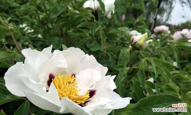 纯洁而高贵 白色牡丹花的寓意与象征
