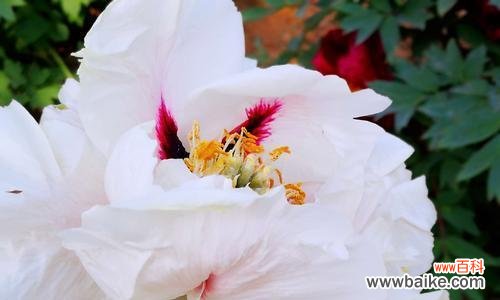 纯洁而高贵 白色牡丹花的寓意与象征