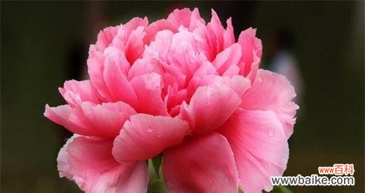 赏析牡丹花的美丽与象征意义 牡丹花语