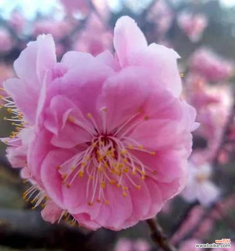 传递坚韧与希望的梅花花语 梅花之语