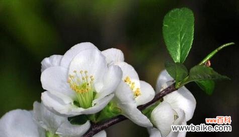 传递坚韧与希望的梅花花语 梅花之语