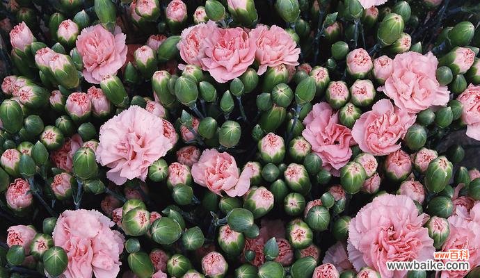 揭示康乃馨背后的精神世界 康乃馨