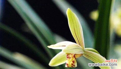 解读兰花花语 花语大全