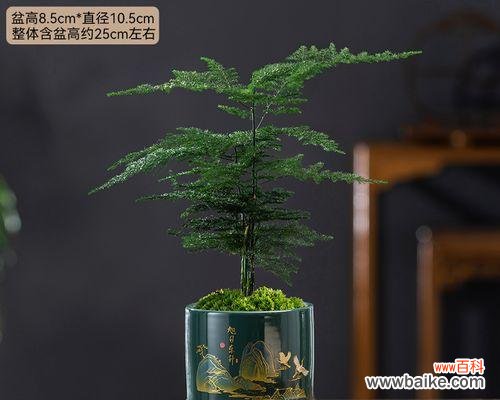 探寻文竹花语的深层寓意与文化内涵 解读文竹花语的含义与象征