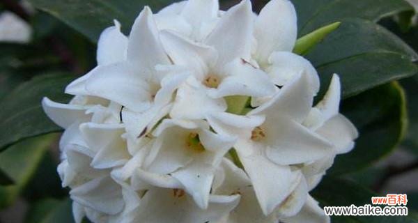 探寻瑞香花的象征与内涵 瑞香花的花语与意义