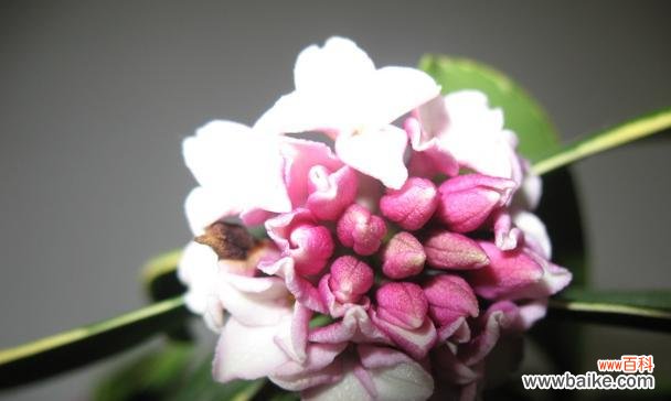 探寻瑞香花的象征与内涵 瑞香花的花语与意义