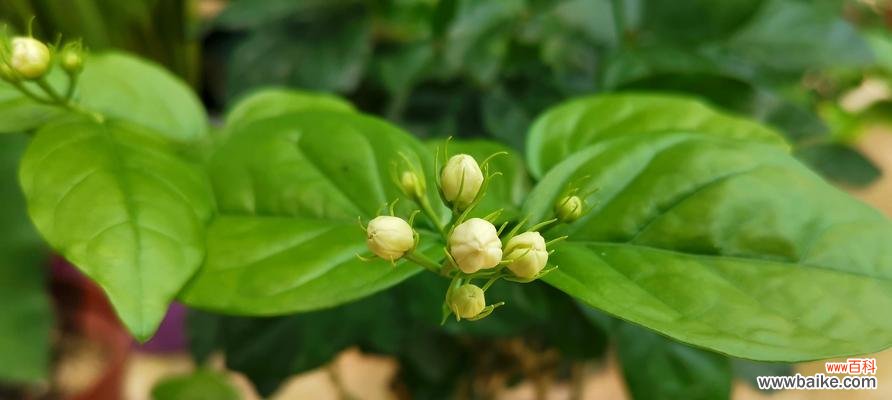 芳香四溢 茉莉花的象征意义和文化传承