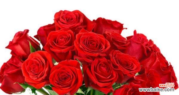 红玫瑰的意义和象征 红玫瑰的花语