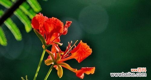 凤凰花的美丽与坚韧生命的希望和重生 凤凰花的花语与象征意义