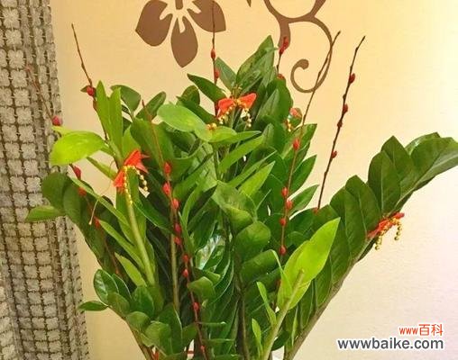 揭秘百合花的寓意与影响 百合花的象征意义与风水作用