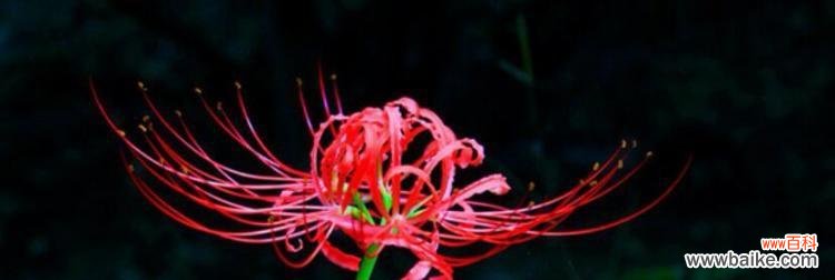 探索曼珠沙华花所传达的情感与愿望 曼珠沙华花语与寓意的奇妙世界