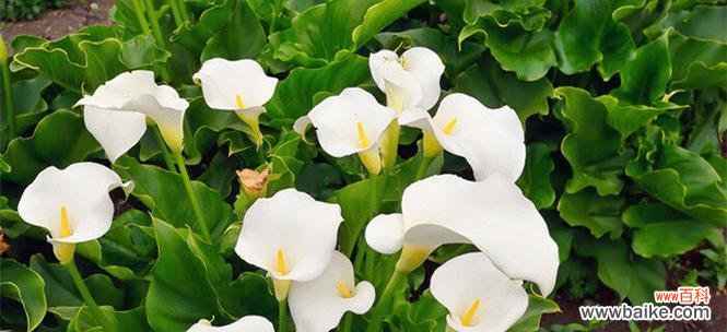 马蹄莲的花语与寓意——力量和希望 马蹄莲