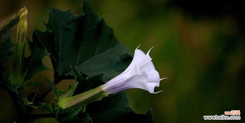 探秘紫色曼陀罗花的神秘寓意 紫色曼陀罗花的花语解读