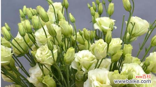 桔梗花语的深刻寓意与传承之美 绿色桔梗花