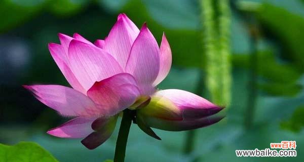 并蒂莲花的象征意义及其对人类社会的启示 以并蒂莲的象征意义——唤起人类团结和和谐的力量