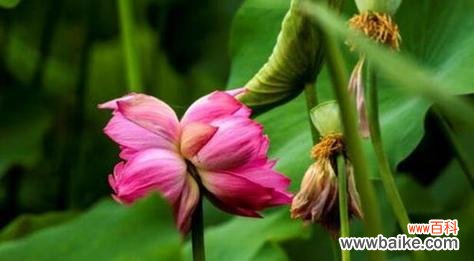 并蒂莲花的象征意义及其对人类社会的启示 以并蒂莲的象征意义——唤起人类团结和和谐的力量