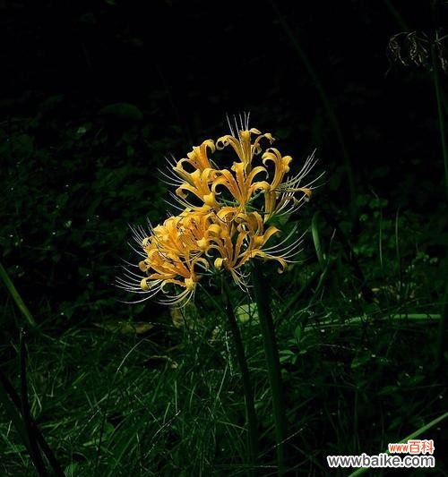 揭秘花草忽地笑的奇妙世界 花草忽地笑的传说与花语