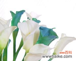 马蹄莲花寓意与传承 送马蹄莲花，祝福永恒