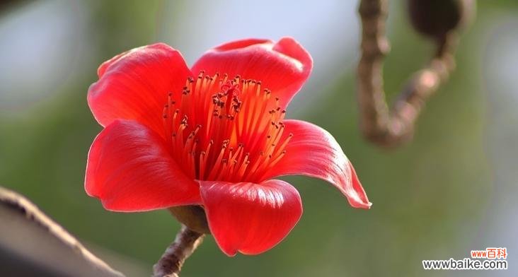 探索木棉花的内涵与象征意义 木棉花的寓意与象征