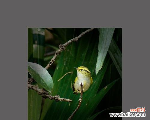 揭秘黄莺花的象征意义与美丽之处 黄莺的花语和寓意