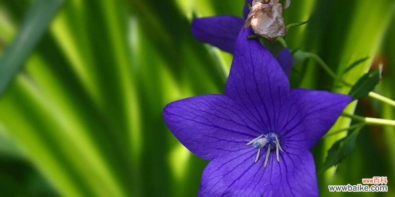 探寻伤感花卉的特点与象征意义 伤感花语