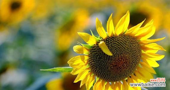 探寻以太阳花的内涵 以太阳花的花语与象征意义