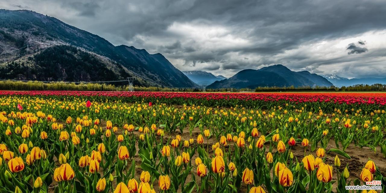 了解郁金香的种植方法及其象征意义 郁金香的种植与意义