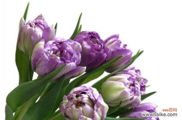 了解郁金香的种植方法及其象征意义 郁金香的种植与意义