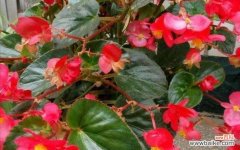 探寻海棠花背后的品质之美 海棠花的品格象征与传承