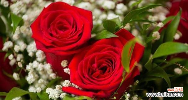 玫瑰花语的深刻含义与传统意义之间 用六朵玫瑰传递的情感之语
