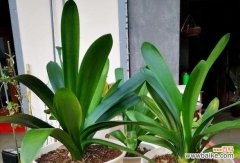 揭示君子兰鲜花中的高尚品质与美德 君子兰的寓意与象征